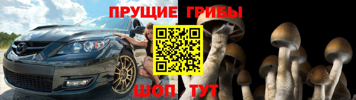Сегежа  Псилоцибиновые грибы ЛСД  Вход с VPN  Псилоцибиновые грибы Psilocybine cubensis 